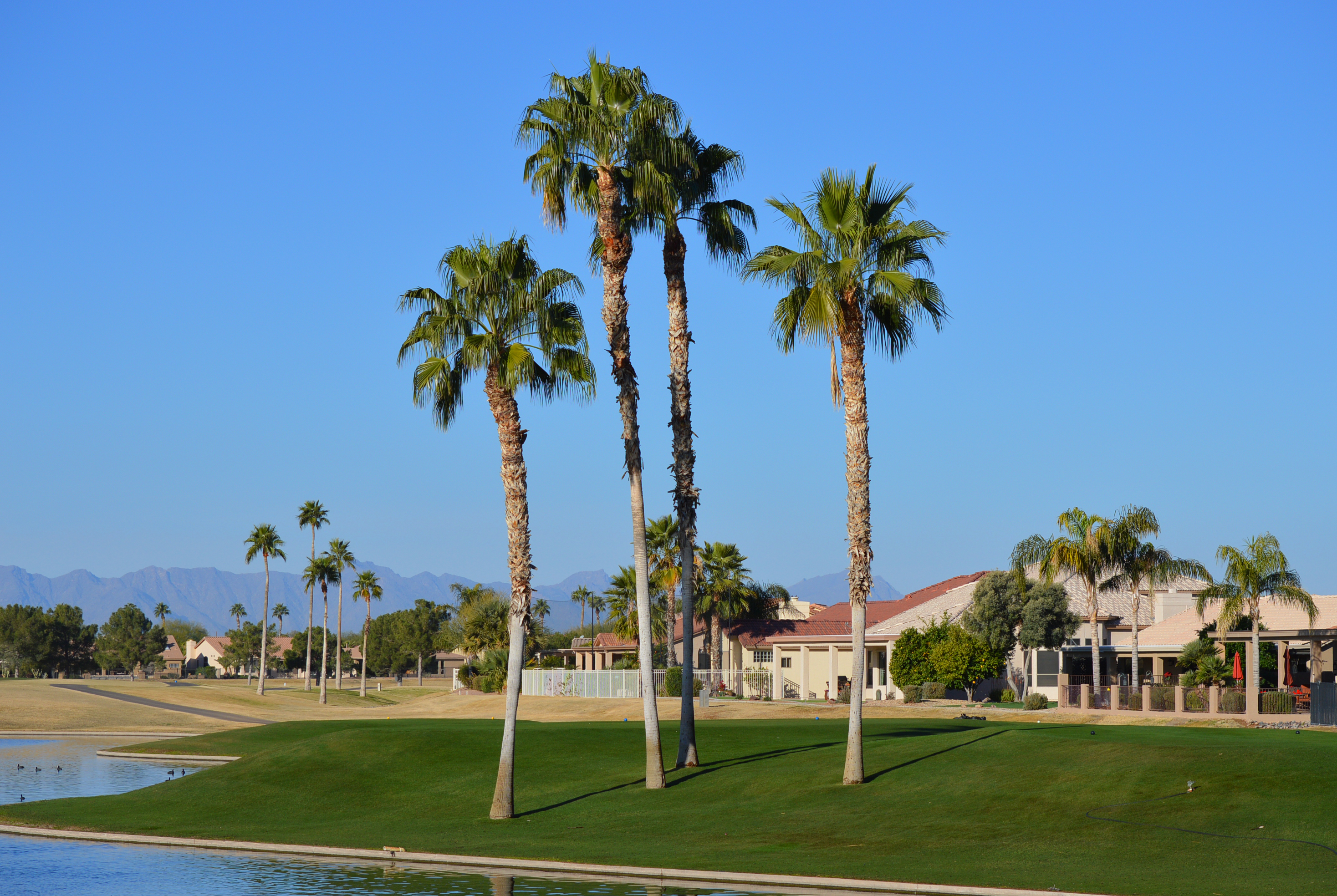 Redfin Sun Lakes Az - 18i3dks