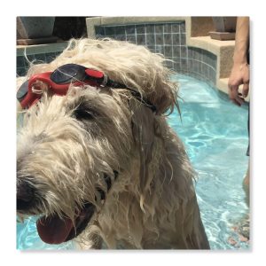 Pet summer safety tips will help keep your pet safe. 