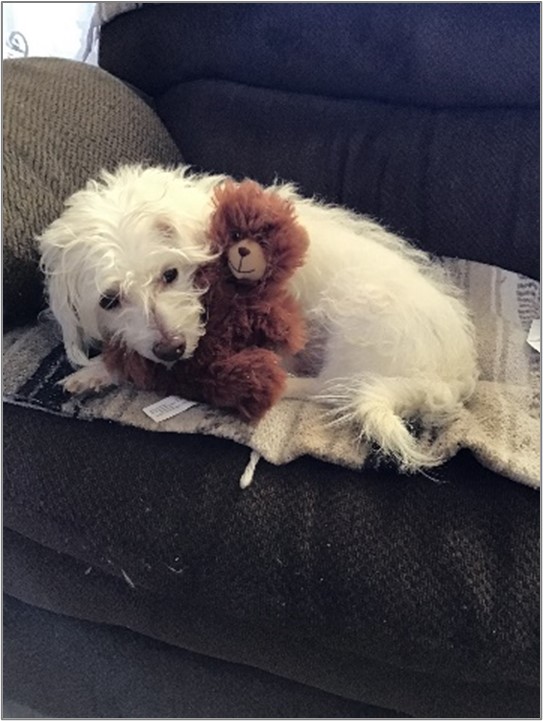 Pet of the month - Chaucer