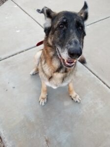 Pet of the Month Fancy Jo