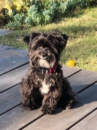June Pet of the Month Sophie