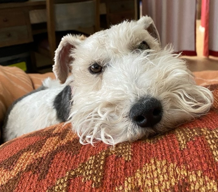 Tess the Wire Hair Fox Terrier