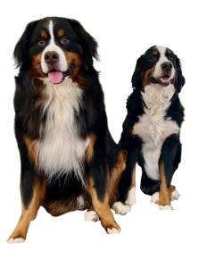 Discovering The Kolb Team means meeting Rushmore and Woodhouse.